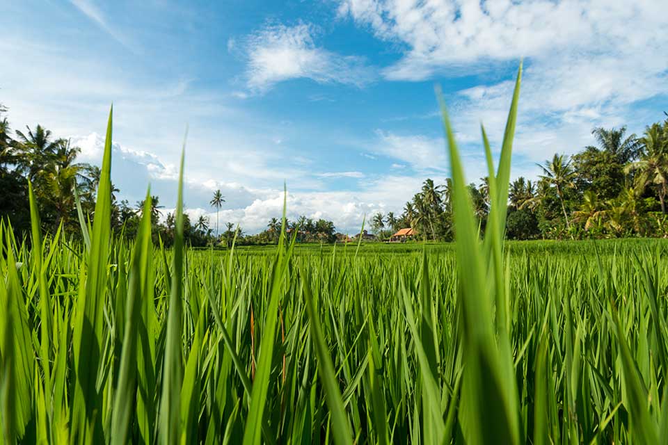 Agriculture